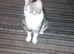 Female kitten