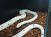 Cow reticulated python
