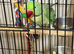 Baby alexandrine