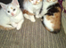 4 beautiful kitten baby's ready for there loving homes