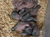 4 baby Hahns macaw hand reared