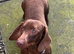 Dachshund male for sale
