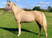 Rare opportunity to own a palomino registered arab
