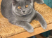 British shorthair boy.