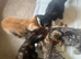 8 kittens