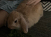 Mini Lop - Female + indoor set up