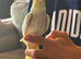 2 Bonded 5 Month Old Semi Tame Cockatiels
