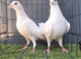 Busschaert pigeon Pair