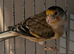 Unsex Goldfinch mules