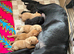 3 LEFT outstanding working Labrador pups!