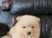 4 beautifull pomeranian boys