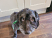 cockapoo