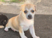 Beautiful  Chihuahua