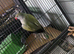 Make indian ringneck