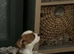 Cavalier king Charles spaniel last boy available