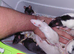 simise rats topeard males n females
