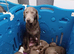 Silver labrador pups for sale