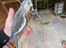 Beautiful Grey Face Pied Cockatiel