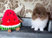Party Lilac tiny Pomeranian boy
