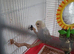 Baby budgies