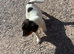 Jack Russell