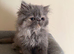 READY NOW! GCCF registered Persian kitten