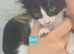 Kittens available and looking for a forever