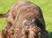Loverly kc show cocker spaniel girl