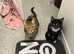Two kittens looking for new home.