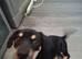 Beautiful Bulldog × Lurcher/Jack Russell Cross Puppy – Ready