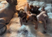 Sphynx canadian kittens