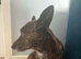 Two dogs for rehoming due to owner passing away