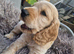 Cooker spaniels puppies