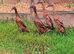 *VERY RARE*Pairs of Fawn Indian Runner Ducks