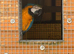 For sale pair of blue & gold macaws