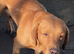 Kc reg fox red labs