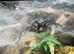 Curtain Web Spider with Full Set Up (Collection Only) at Birmingham Reptiles)