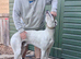 bull greyhound