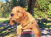 Show type working cocker spaniel puppies for sale