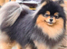 Gorgeous show quality super rare Silver black and tan bear face female pom