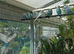 Helicopter budgies 2026 bred