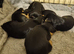Gorgeous Yorkshire Terrier Puppies