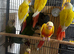 Baby Conure