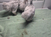 Pekin batam pullets