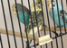 Baby budgies