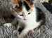 Rare Turkish Angora x Ragdoll x BLH