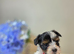 Purebred Biewer Terrier Puppies