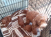 COCKAPOO PUPPYS FOR SALE F1B