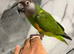 Super Tame Cuddly Friendly Senegal Parrot,19