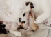Beautiful newborn kittens ready in several weeks
